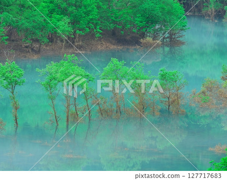 Fresh greenery on Lake Akiogi in Akita Prefecture - Submerged forest reflecting in the water Fresh greenery on Lake Akiogi in Akita Prefecture - Submerged forest reflecting in the water 127717683