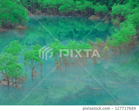 Fresh greenery on Lake Akiogi in Akita Prefecture - Submerged forest reflecting in the water Fresh greenery on Lake Akiogi in Akita Prefecture - Submerged forest reflecting in the water 127717689