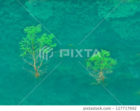 Fresh greenery on Lake Akiogi in Akita Prefecture - Submerged forest reflecting in the water Fresh greenery on Lake Akiogi in Akita Prefecture - Submerged forest reflecting in the water 127717692