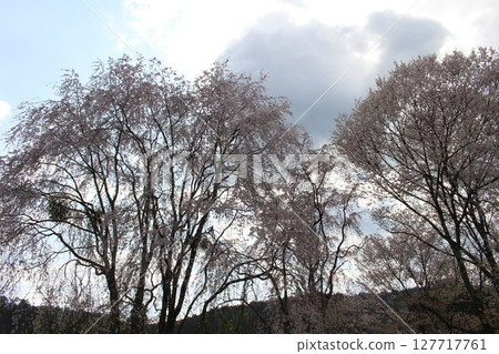 Clouds and cherry blossoms Clouds and cherry blossoms 127717761