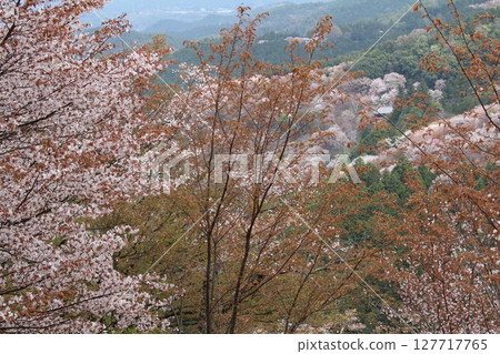 吉野山櫻花盛開 127717765