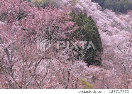 Cherry blossoms blooming in Mount Yoshino 127717773