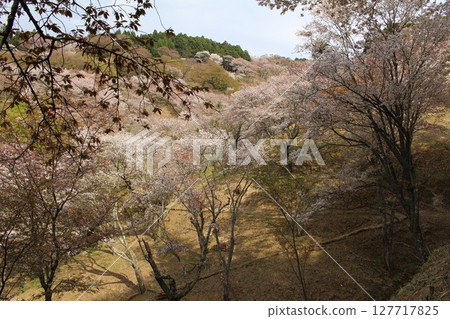 吉野山櫻花盛開 吉野山櫻花盛開 127717825