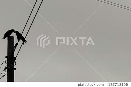 Silhouette photo of friendly crows perched on a power line 127718106