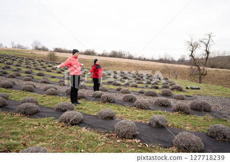 Two women joyfully tending to a lavender field on a chilly day in early spring, surrounded by neatly arranged lavender bushes under a gray sky Two women joyfully tending to a lavender field on a chilly day in early spring, surrounded by neatly arranged lavender bushes under a gray sky 127718239