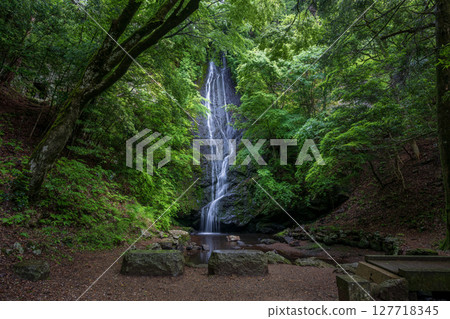 Kototaki Falls surrounded by fresh greenery (Kyoto Prefecture, Funai District, Kyotanba Town) Kototaki Falls surrounded by fresh greenery (Kyoto Prefecture, Funai District, Kyotanba Town) 127718345