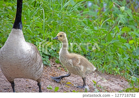 Canada goose standing on riverside path Canada goose standing on riverside path 127718782