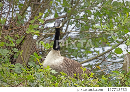 Canada goose chick swimming near parent on calm lake Canada goose chick swimming near parent on calm lake 127718783
