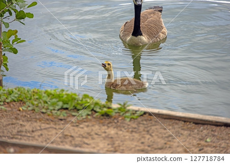 Canada goose standing on riverside path 127718784