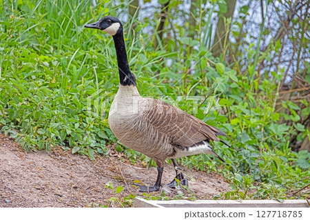 Canada goose chick swimming near parent on calm lake 127718785