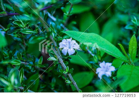 White flower of the swan 127719053