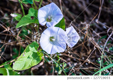 藍色旋花 127719055