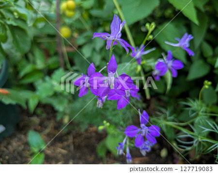 飛燕草的藍色花朵 飛燕草的藍色花朵 127719083