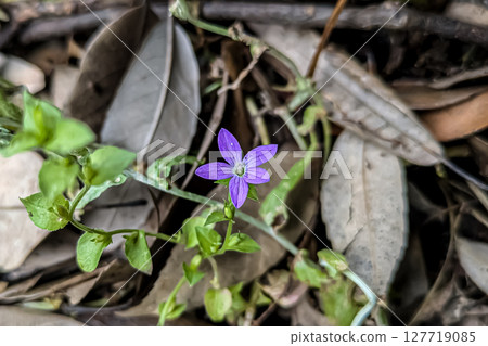 雛菊的紫色花朵 127719085