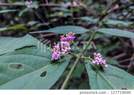 Small purple flowers of the Japanese bean bush Small purple flowers of the Japanese bean bush 127719090