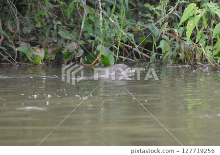 Great otter 127719256