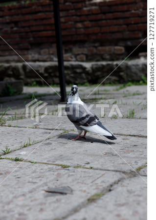 A Stylish Pigeon Stands on Cobblestones Amidst Lush Greenery and Old Brick Walls in Urban Setting Under Gentle Sunlight 127719271