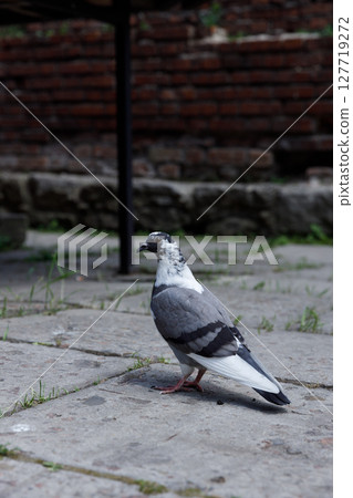 A Majestic Pigeon Standing Gracefully on a Cobblestone Surface Surrounded by Lush Green Grass and Historical Brick Walls in a Serene Outdoor Setting 127719272