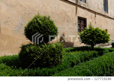 Lush Greenery and Unique Shrub Shapes Against a Textured Wall: Nature's Beauty in a Serene Urban Setting Lush Greenery and Unique Shrub Shapes Against a Textured Wall: Nature's Beauty in a Serene Urban Setting 127719286