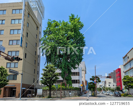 栃木縣宇都宮市中部朝日町的大銀杏樹 栃木縣宇都宮市中部朝日町的大銀杏樹 127719655