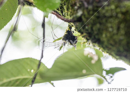 Harvestmen are long-legged insects that look similar to spiders. Harvestmen are long-legged insects that look similar to spiders. 127719710