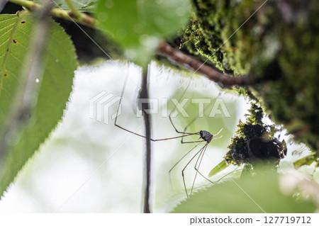 Harvestmen are long-legged insects that look similar to spiders. 127719712