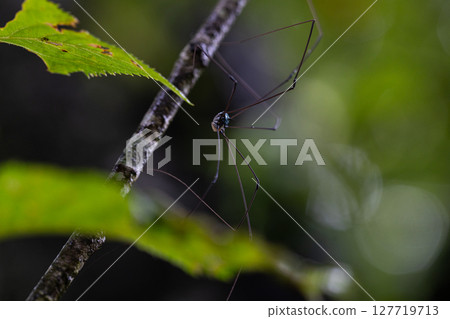 Harvestmen are long-legged insects that look similar to spiders. Harvestmen are long-legged insects that look similar to spiders. 127719713
