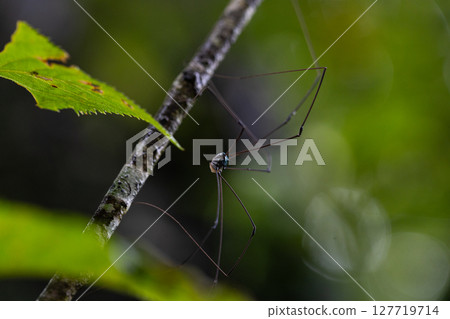 Harvestmen are long-legged insects that look similar to spiders. Harvestmen are long-legged insects that look similar to spiders. 127719714