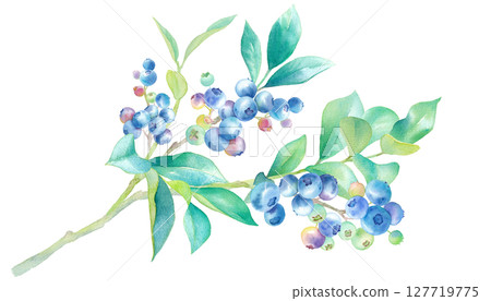 Watercolor illustration of blueberries on a branch. 127719775