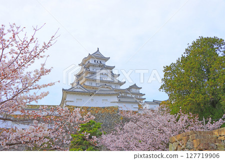 兵庫縣姬路市櫻花盛開和姬路城的景色 127719906