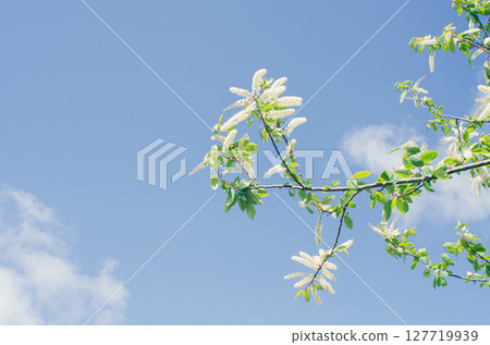 white flowers in the blue sky 127719939