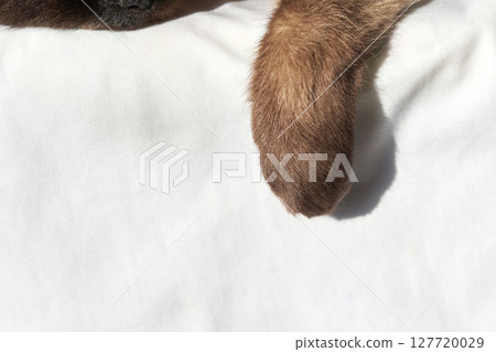 Close-up of dog's brown tail on white blanket in sunlit cozy setting 127720029