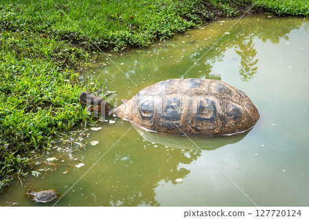 Galapagos giant tortoise in the wetlands of Santa Cruz Island, Ecuador Galapagos giant tortoise in the wetlands of Santa Cruz Island, Ecuador 127720124