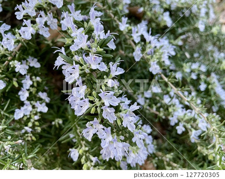 Light purple rosemary flowers 127720305