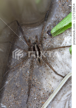 picture of a live spider, an insect picture of a live spider, an insect 127720654