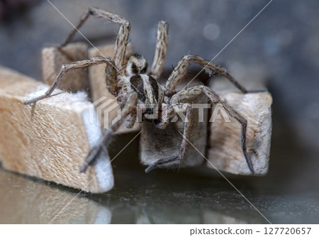 picture of a live spider, an insect 127720657