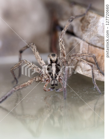 picture of a live spider, an insect picture of a live spider, an insect 127720660