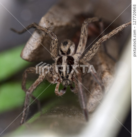 picture of a live spider, an insect 127720668