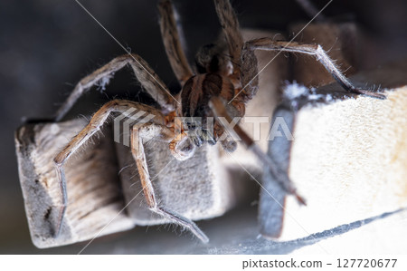 picture of a live spider, an insect picture of a live spider, an insect 127720677