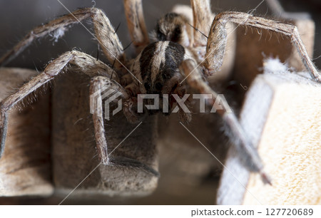 picture of a live spider, an insect 127720689