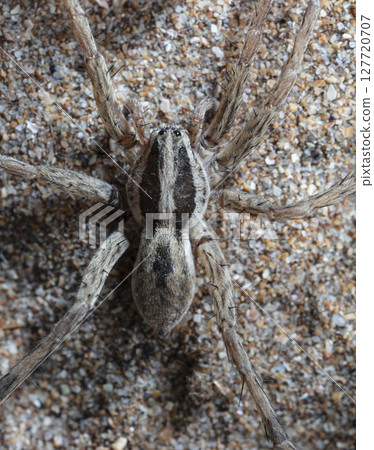 picture of a live spider, an insect 127720707