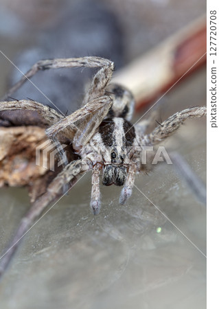 picture of a live spider, an insect 127720708