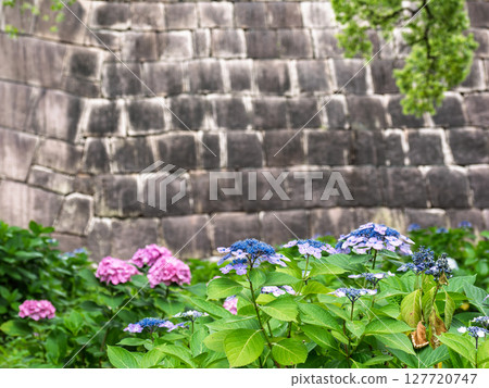 The East Gardens of the Imperial Palace in June: Stone walls of the castle tower and hydrangeas 127720747