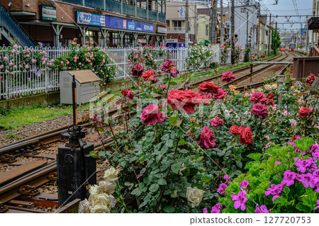 Roses and trains (Toden Arakawa Line Minowabashi Station) 127720753