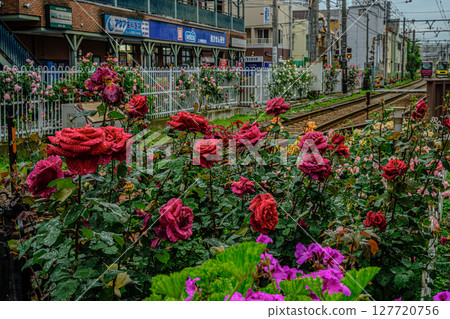 Roses and trains (Toden Arakawa Line Minowabashi Station) Roses and trains (Toden Arakawa Line Minowabashi Station) 127720756