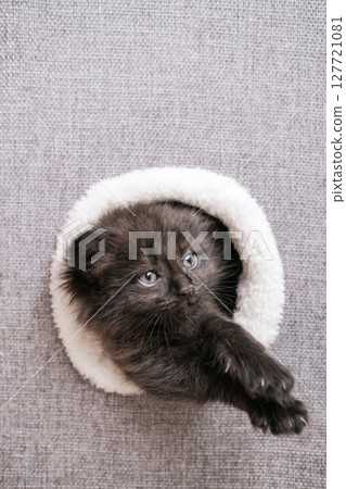 Fluffy black kitten with gray eyes looks out from a round white furry hole on a gray fabric background Fluffy black kitten with gray eyes looks out from a round white furry hole on a gray fabric background 127721081