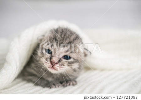 Cute tiny tabby kitten with blue eyes peeks out from under soft white blanket. Ideal for themes of new life, coziness and adorable pets 127721082