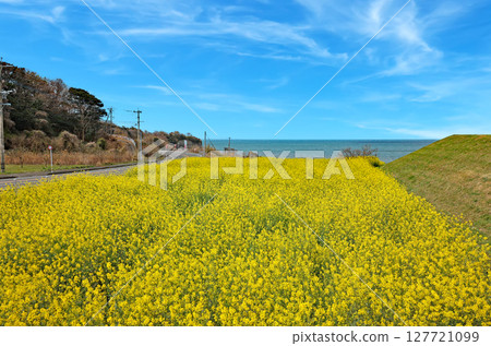 淡島公園的油菜花 淡島公園的油菜花 127721099