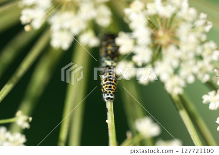 The larva of the yellowfin tuna 127721100