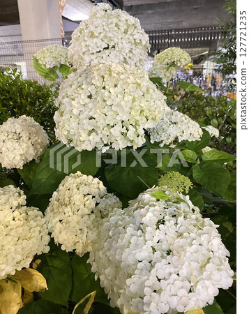 大朵白色繡球花 大朵白色繡球花 127721235